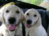 Cute puppies