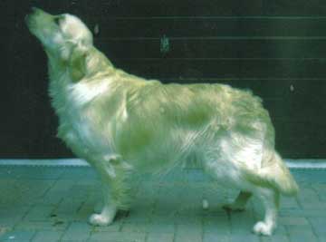 Ambergold Aleksei