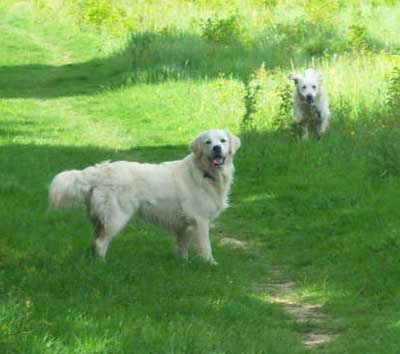 Arthur and Alfie