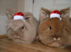 Two Bunnies