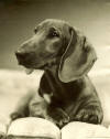 Dachshund