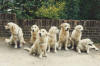 My first litter of Medodaines at one year old