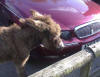 Hey watch my car!