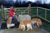 Ann feeding the sheep