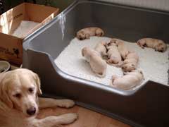 Lily litter