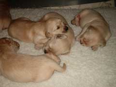 Lily Litter