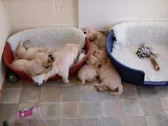 Lily litter