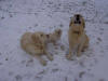 Oliver, Simba and Harley enjoying the snow