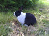 Patch