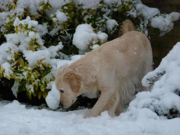 Willow