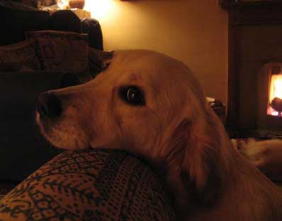 Willow