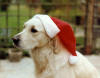 Zelah at christmas