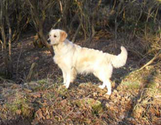 Zelah in the woods