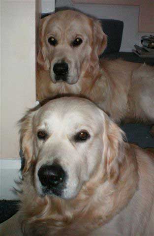 Benson and Harvey