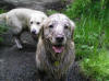 Henry getting muddy