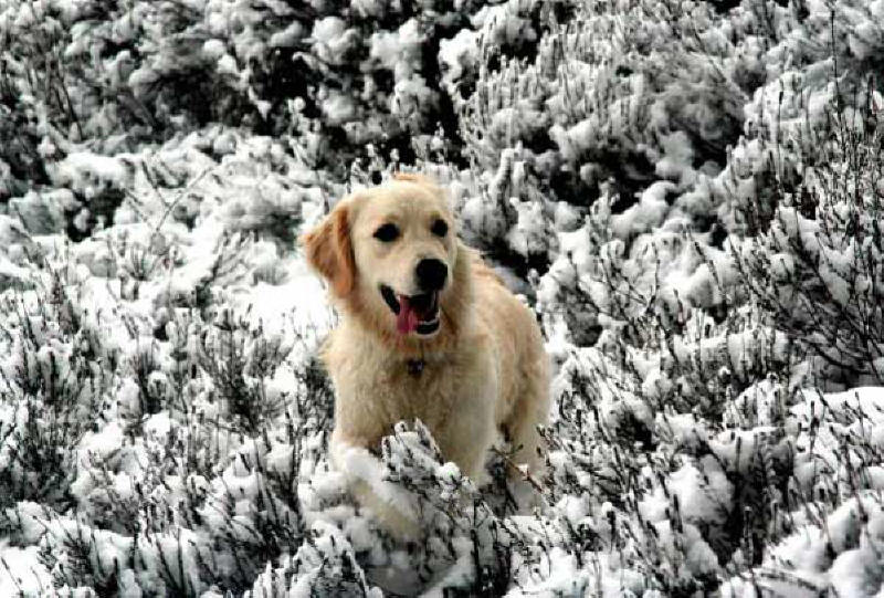 Willow in the snow